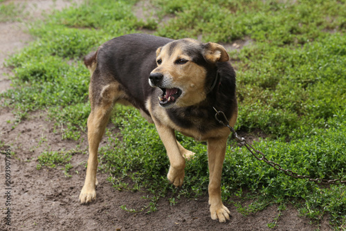 Obraz na płótnie Aggressive barking dog standing outdoors with warning posture