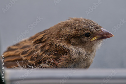 Принти на полотні Detailed close up profile of a cute young house sparrow bird sitting on a ledge