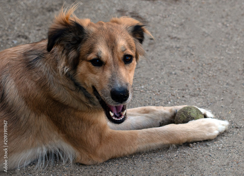Portrait of a Dog with a Ball