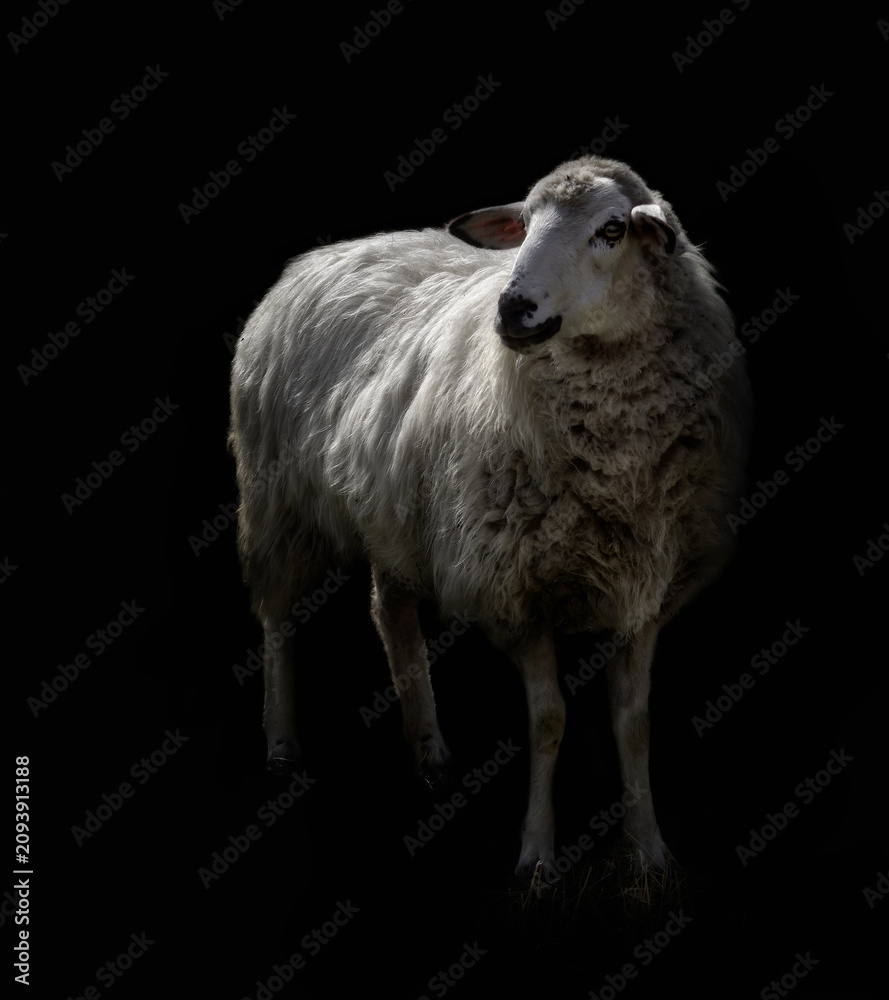 Fototapeta premium Oveja cin lana blanca de Castilla y león en España, con fondo negro