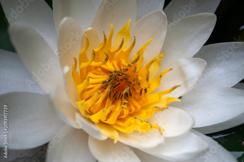 Canvastavla White water lily flower in bloom with bright yellow center