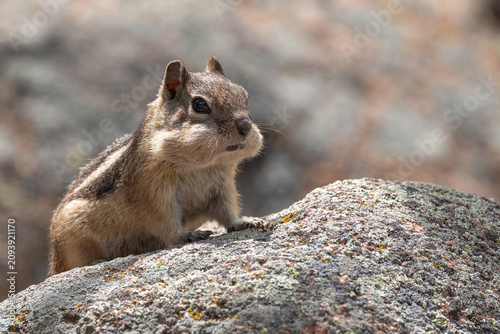 Tableau sur toile Golden-mantled Ground Squirrel