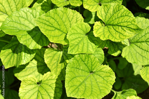 Chlorosis disease of plant