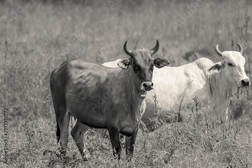 group of cows grazing in a field in Venezuela