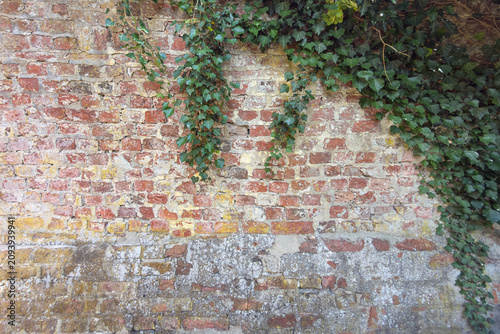 Tableau sur toile Alte verwitterte Backsteinmauer mit Efeuranken und Steinfundament - Old weathere