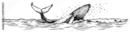 Schilderij op canvas Whale breaching ocean waves with splashing water hand drawn engraving style