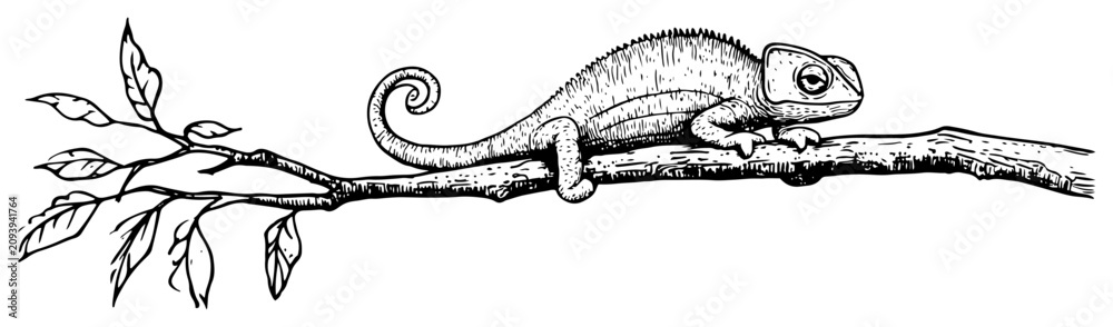 Fototapeta premium Chameleon sitting on a leafy tree branch in hand drawn engraving style