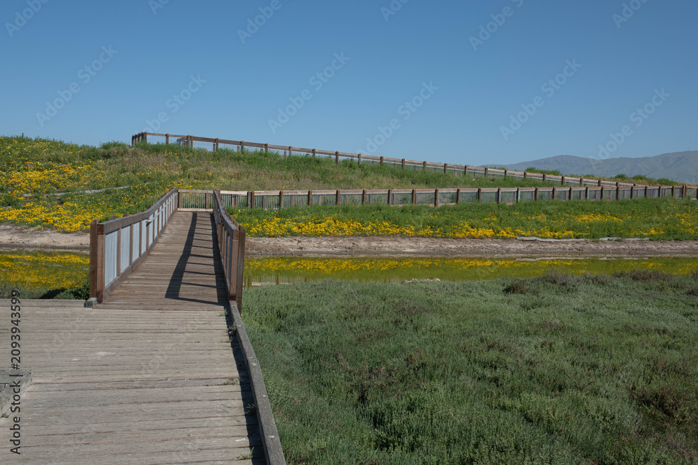 Obraz premium Wetland Trail