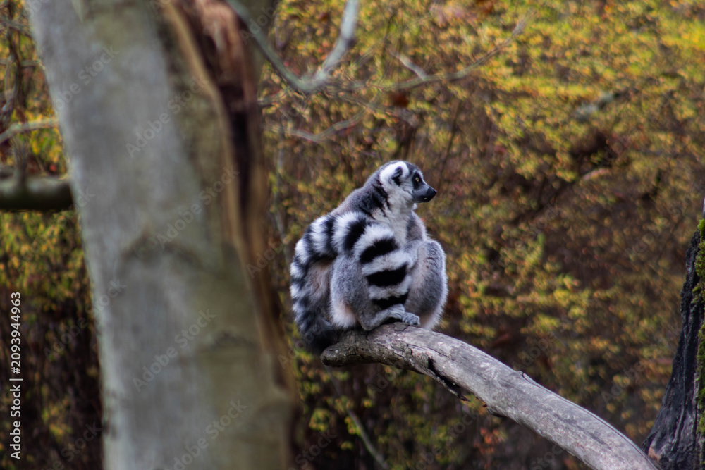 Fototapeta premium lemur sitting on a tree