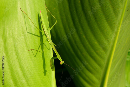 Foto 若葉で待ち伏せするカマキリ