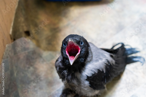Foto Close-up of a juvenile hooded crow sitting on a tiled floor indoors