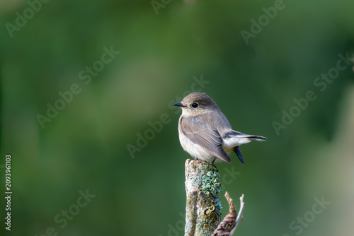 Konstfotografi Small gray wild bird perched on a wooden post with soft background