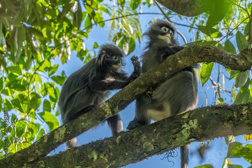 Photography Group of wild monkeys resting together on tree branches