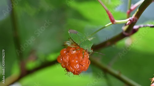 熟したキイチゴの実に止まる緑色のカメムシ（農業害虫・自然の生態）