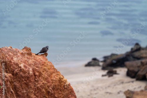 black bird on a rock cliff with ocean in the background