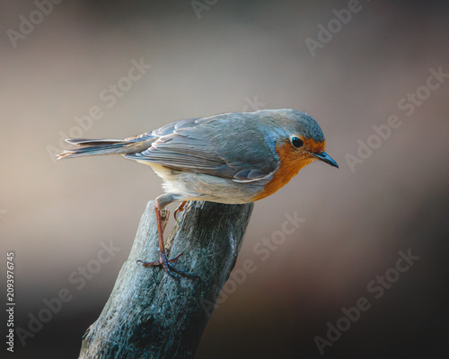 Quadro su tela Robin Redbreasts at Hauxley Nature Reserve, Northumberland, captured in detailed