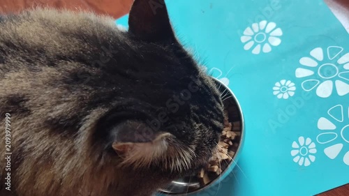 a brown cat is eating cat food