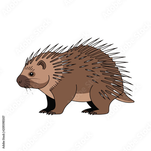 Porcupine standing on white background looking to the left