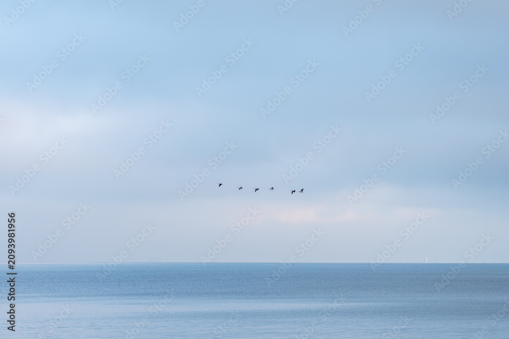 Fototapeta premium flock of seagulls flying over the sea