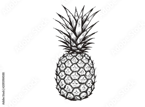 Whole pineapple with green spiky crown illustration