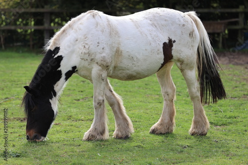 Photos Beautiful gypsy vanner horse grazing in a green pasture field outdoors