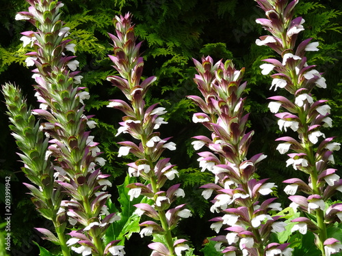 Fotografie Tall purple acanthus mollis flowers blooming in a lush green garden setting