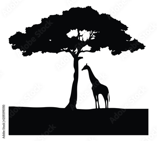 Silhouette of giraffes under acacia tree vector