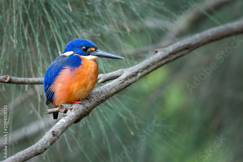 Azure kingfisher (Ceyx azureus), Capertee Valley, NSW, Australia. Beautiful Australian kingfisher.