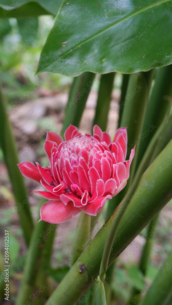 Obraz premium a vertical close-up shot capturing a vibrant pink torch ginger flower, locally known as bunga kantan, blooming beautifully on its stem in an organic herb garden.