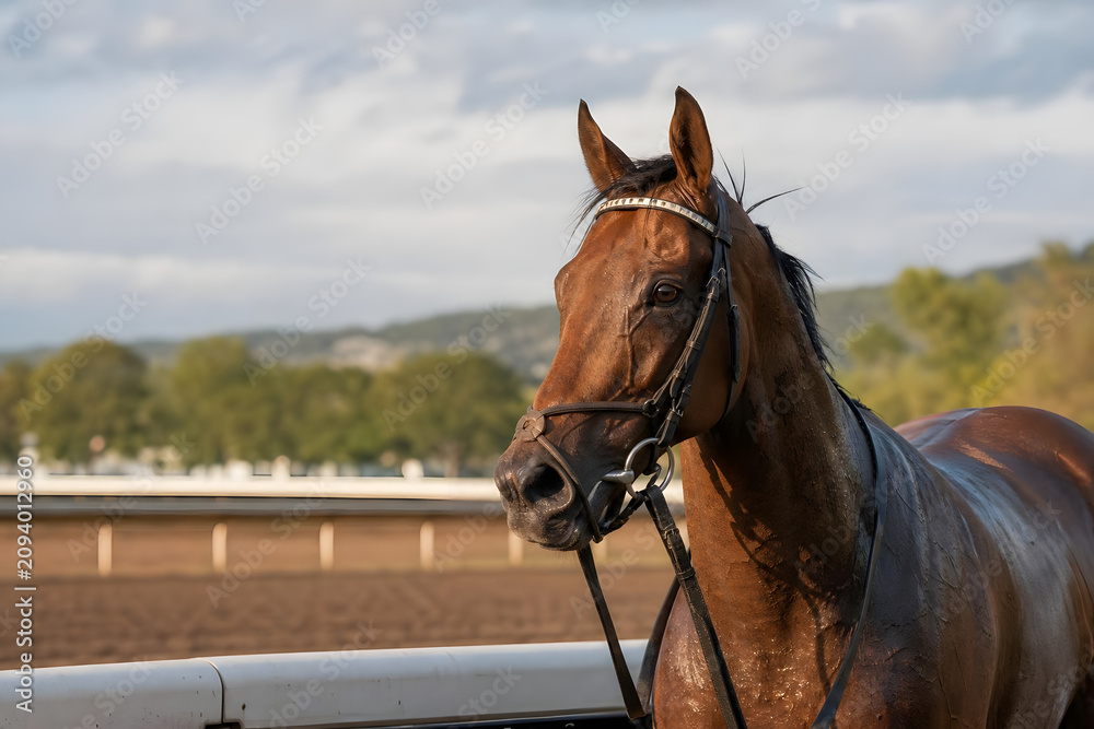Fototapeta premium Racehorse Standing Calmly After Race
