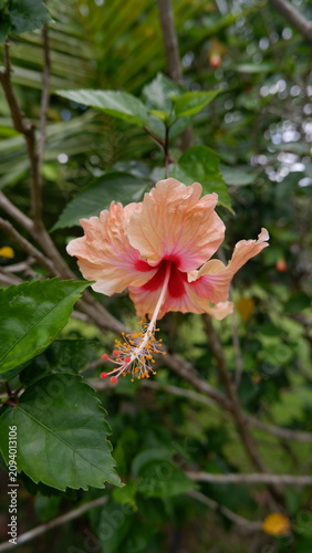 Photography a vertical close-up shot capturing a beautiful apricot orange hibiscus flower bl