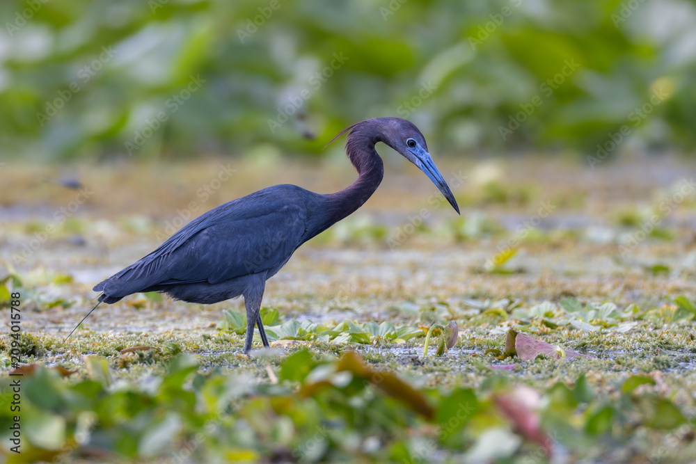 Fototapeta premium Little blue heron walking in the marshes