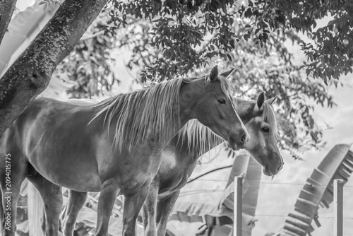 horses in the stable