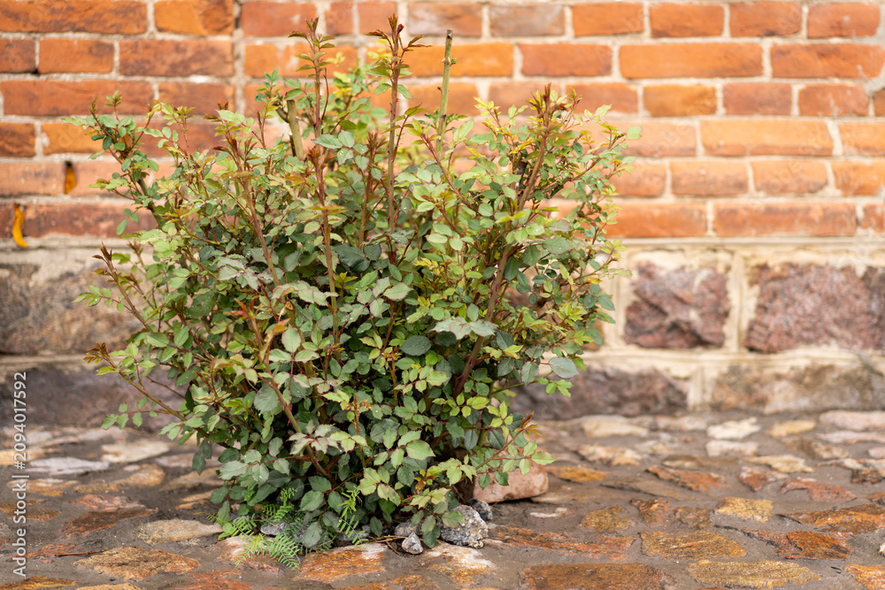 Naklejka premium Rose bush with fresh buds beginning to bloom in a garden. Symbolize spring, growth, beauty, and new beginnings. Perfect for gardening, botanical, floral, and nature concepts.