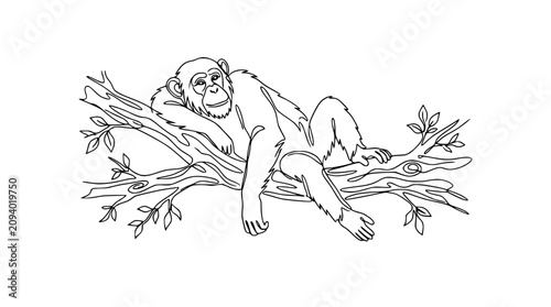 Canvas Print Relaxed Chimpanzee Lying on Tree Branch, Simple Line Art Illustration