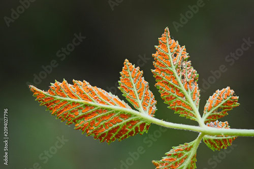 Cuadro en lienzo Orange Rust infected leaves