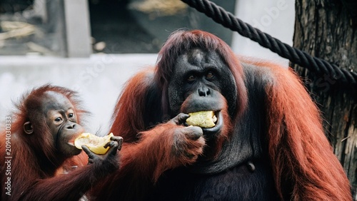 Bilde på lerret Close up of Orangutans or pongo pygmaeus is a subspecies of Sumatra eating fruit, Sumatra, Indonesia