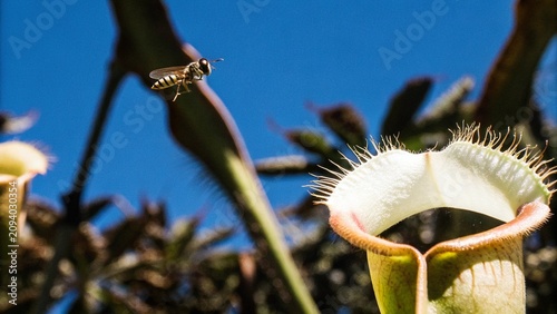 Photography Close up of Insect is tempted by the sweet nectar of the carnivorous pitcher plant, Borneo, Malaysia