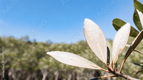Fotografie Black Mangroves (Aegiceras corniculatum) leaves with salt crystals in mangrove forest, Malaysia