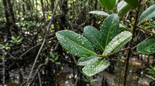 Obraz na plátně Black Mangroves (Aegiceras corniculatum) leaves with salt crystals in mangrove forest, Malaysia
