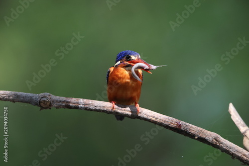 Photography The blue-eared kingfisher (Alcedo meninting meninting ) is found in Asia, ranging across the Indian subcontinent and Southeast Asia
