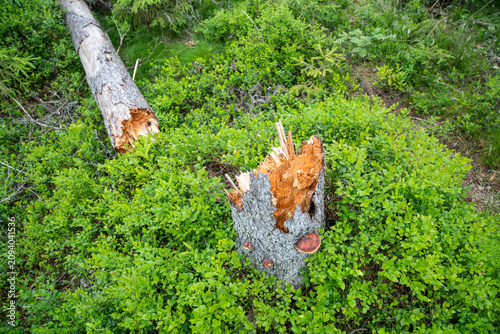 Bilde på lerret Dried half broken spruce tree trunk lies at forest meadow destroyed by hurricane and pests infestation, woodlands invaded by bark beetle, drying out dead trees fall down after storm and windfall