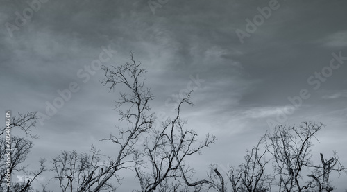 Εκτύπωση καμβά Silhouette dead tree on dark dramatic sky and white clouds background for a peaceful death