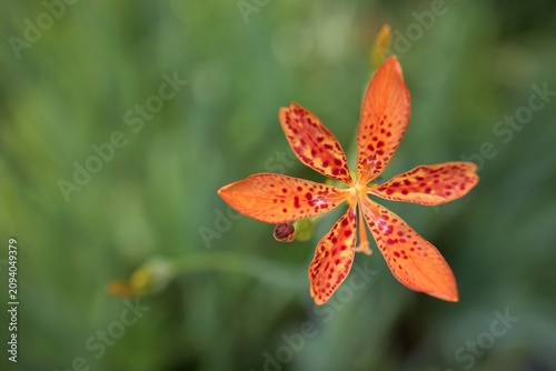 Принти на полотні Vibrant leopard lily flower blooming in close-up with orange petals and red spots over soft green background