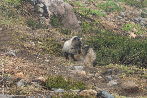 Hoary Marmot Foraging Among Rocks