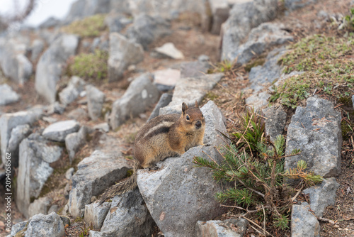 Chipmunk on Rocky Talus Slope