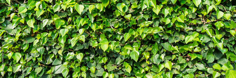 Obraz premium A dense and vibrant green ivy hedge wall captured in the Netherlands. This natural foliage background is perfect for garden design, eco-friendly concepts, and organic textures.