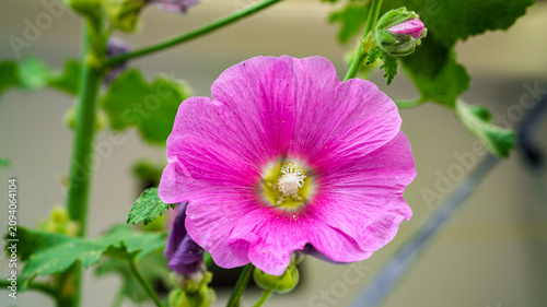 holyhock flowers