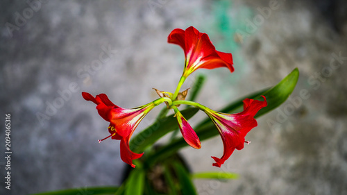 amaryllis flowers