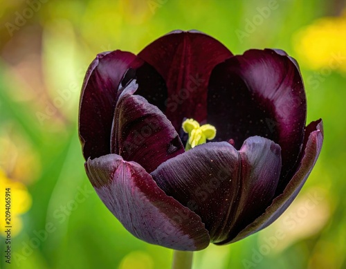 Close-up of a dark purple tulip flower with yellow stamen.